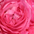 Roza - Mini - pritlikave vrtnice - Moin Moin ®